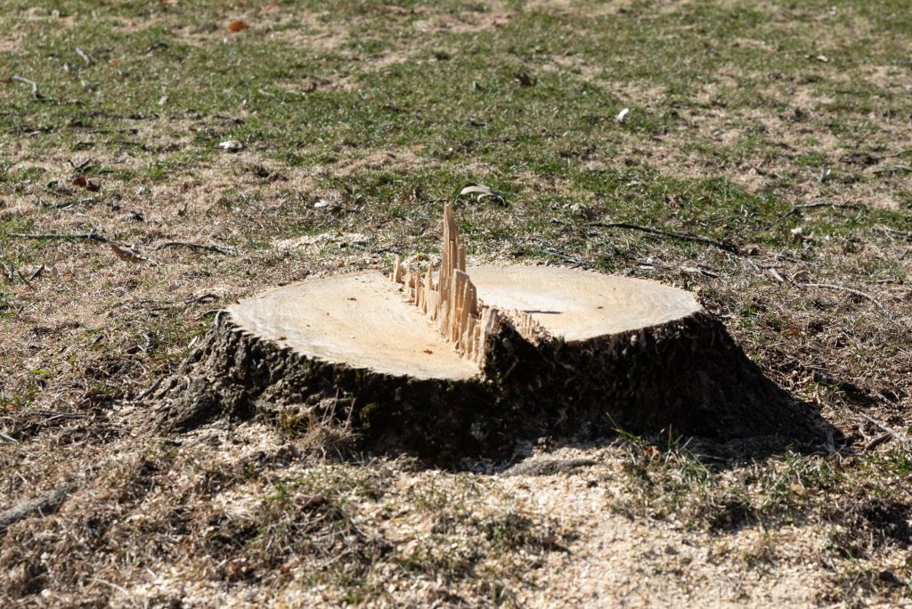 Breiwick Companies Twin Cities Stump Removal